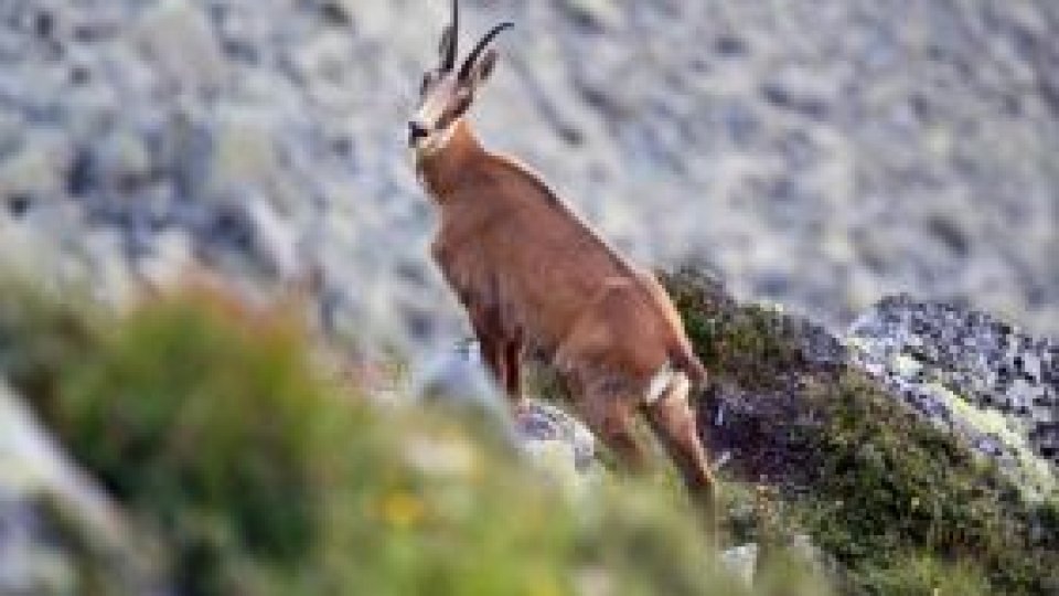 Caprele negre coboară din munţi în căutare de mâncare