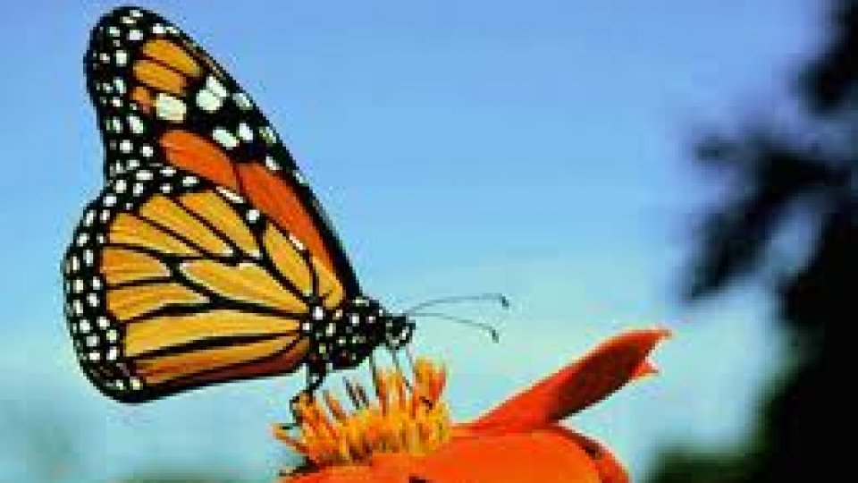 Colecţie de fluturi