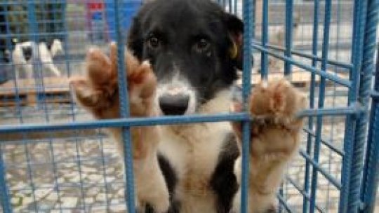 Câinii comunitari din Vaslui, "propuşi" pentru eutanasiere
