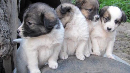 Ce interese ar determina eutanasierea maidanezilor?