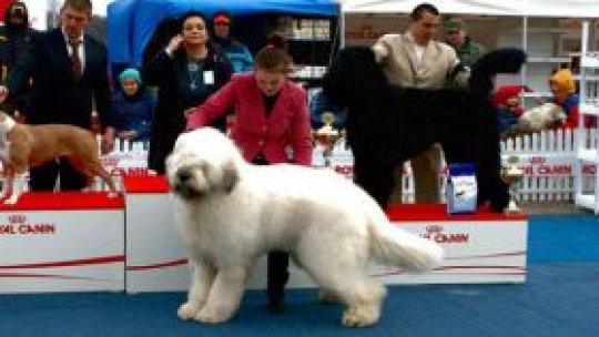 Haiduc, câinele campion