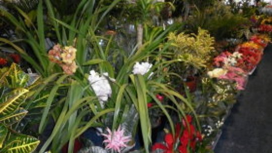 Goana după iepuraşi