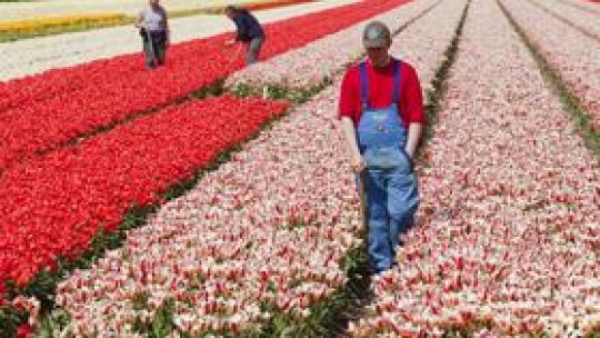 Piaţa muncii din Olanda, "limitată pentru români şi bulgari"