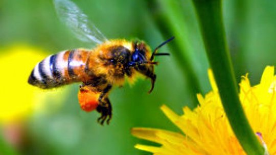 Dilema de la Răuceşti, Neamţ...