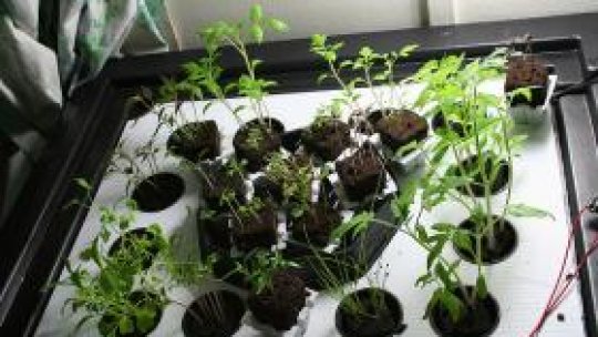 Cultivatori de cannabis în Mureş