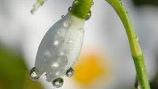 Astenia de primăvară