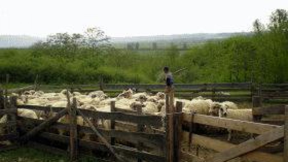 Mărginimea Sibiului, ţara mieilor