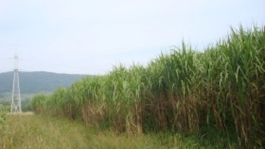 Soluţii pentru solurile din Copşa Mică