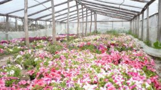 Legumicultori reprofilaţi