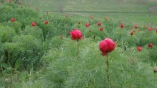 Bujorul de stepă de la Zau de Câmpie