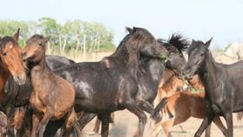 Vânătoare de cai sălbatici, în Delta Dunării