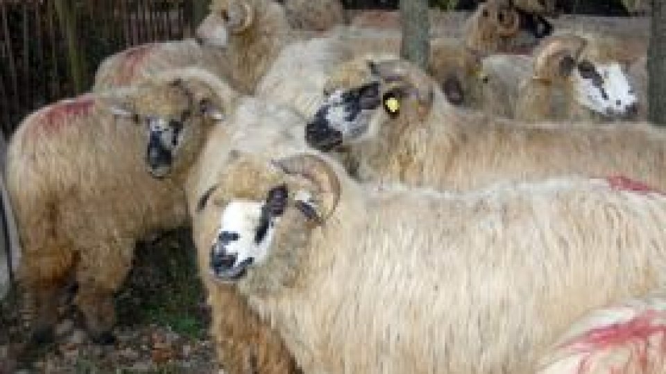 Subvenţii pentru ovine şi caprine în Braşov