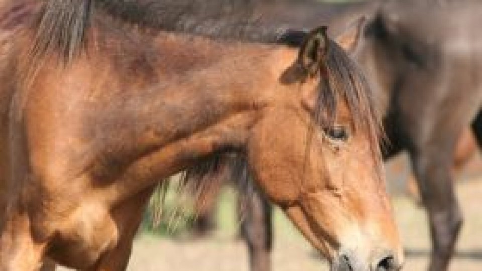 Caii sălbatici din pădurea Letea, în grija unei fundaţii