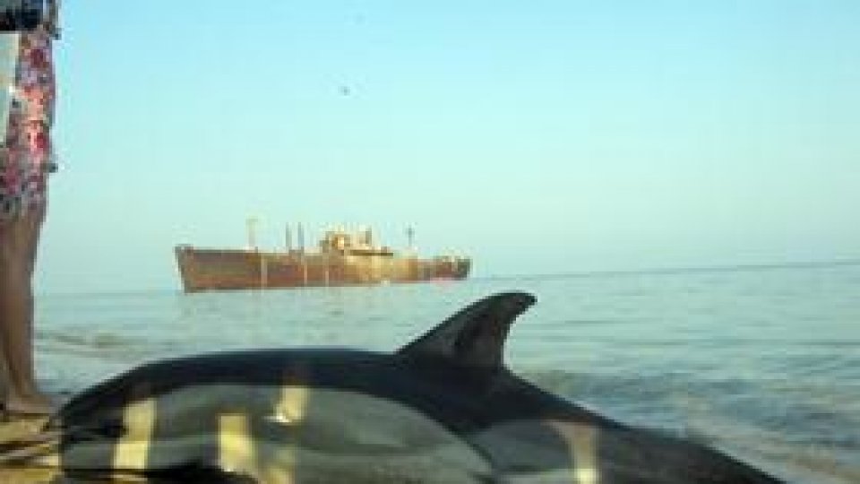 Delfini găsiţi morţi pe plajele Mării Negre