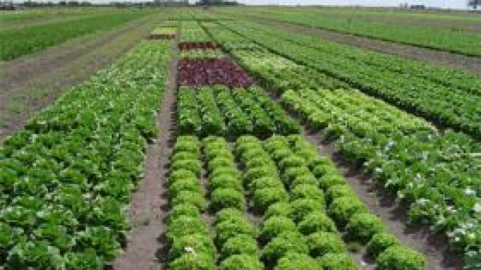 Seceta din vestul Europei afectează agricultura