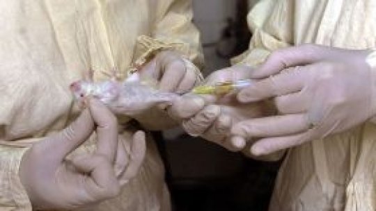 Focar de antrax în Serbia