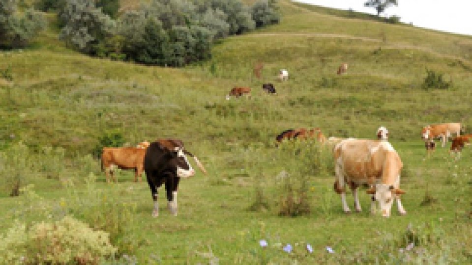Pajiştile României, "într-o continuă degradare"