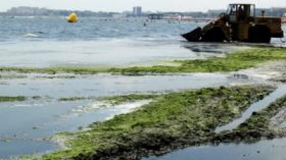Tone de alge pe litoralul românesc