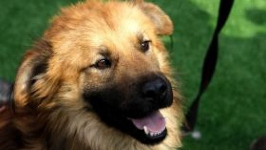 Taxa pe câinii de apartament