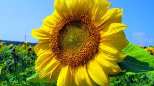 Ulei de floarea soarelui în loc de parfum