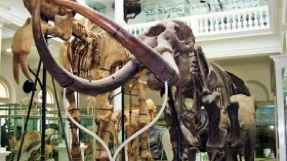 Invitație la Antipa