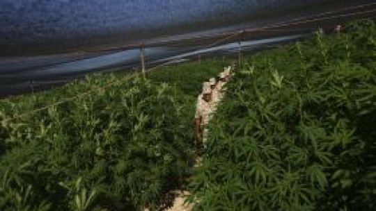 Plantaţie imensă de marijuana în Mexic