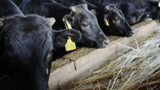 Bovine contaminate în Japonia