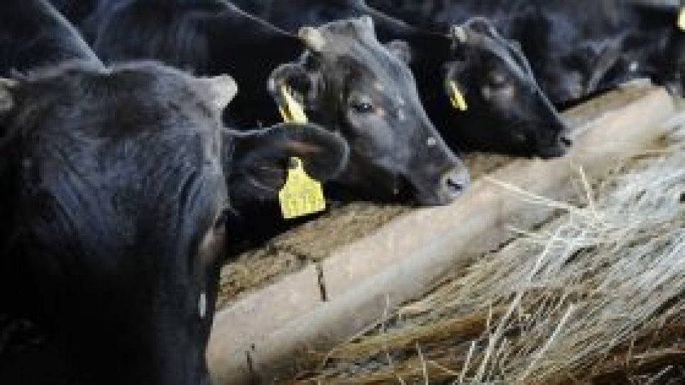Bovine contaminate în Japonia
