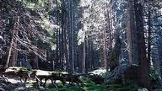 Molizi distruşi de un gândac