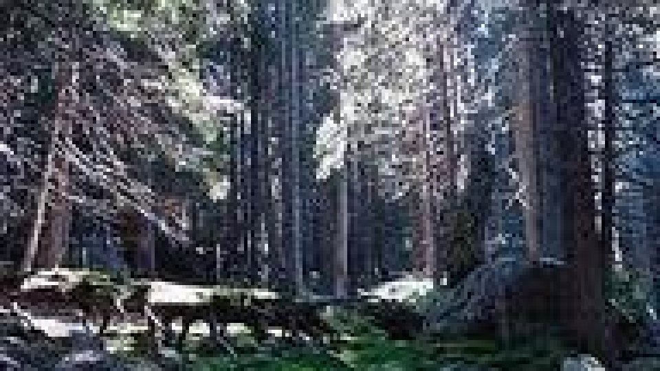 Molizi distruşi de un gândac