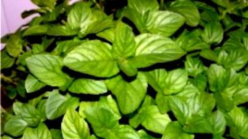 Vara se numără plantele de leac