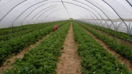 "Italianul" din…solarii