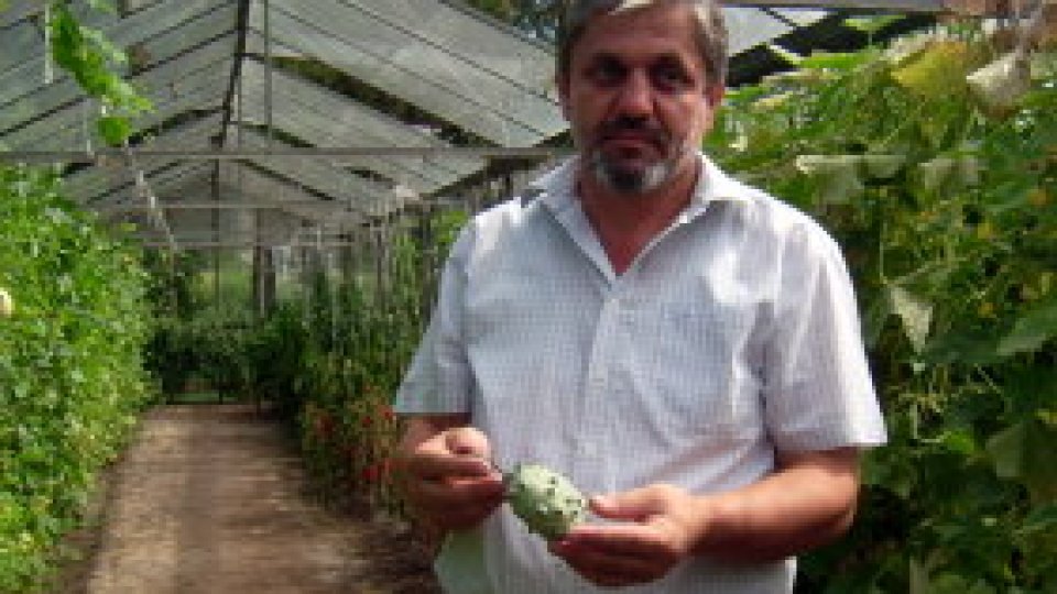 Castravetele care poate lupta cu cancerul