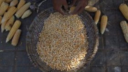 "Liber la restricţionarea" produselor modificate genetic în UE