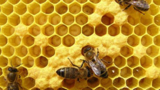 Albinele ne dau de muncă 