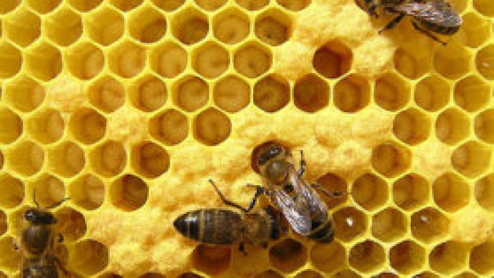 Albinele ne dau de muncă 