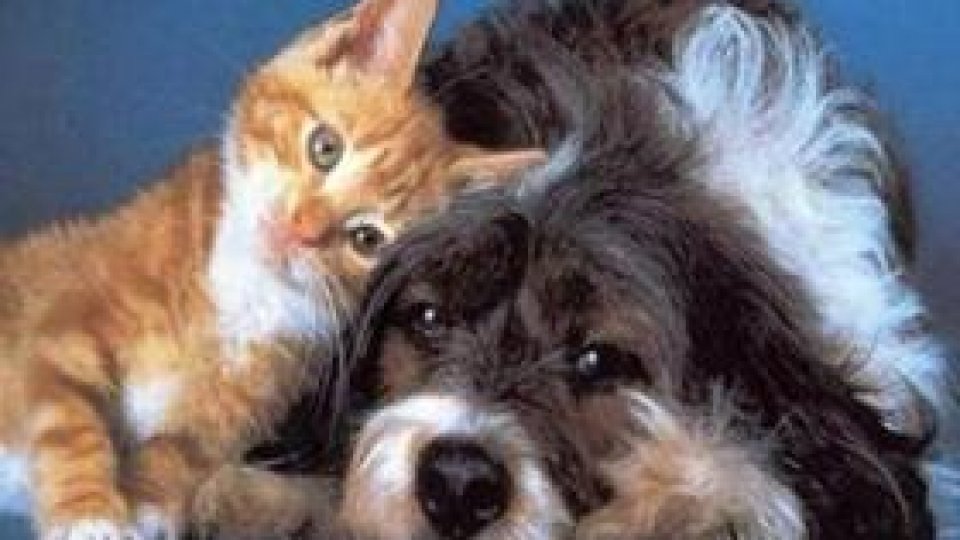 Brașovenii sunt taxați pentru animalele de companie