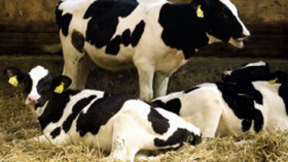 Ajutor pentru producătorii de lapte