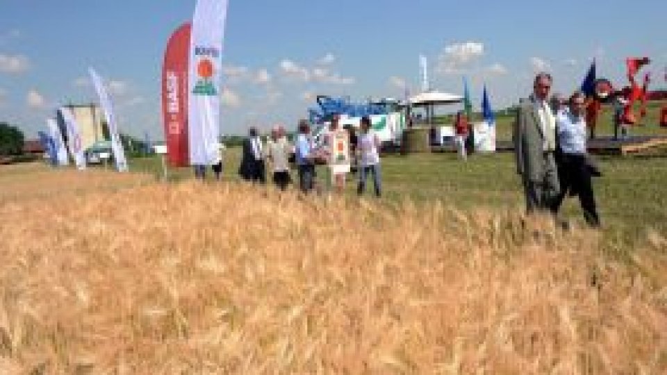 Jumătate din grâul românesc "ar putea fi exportat"