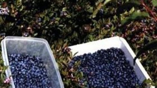 Afinele românești sunt la mare căutare