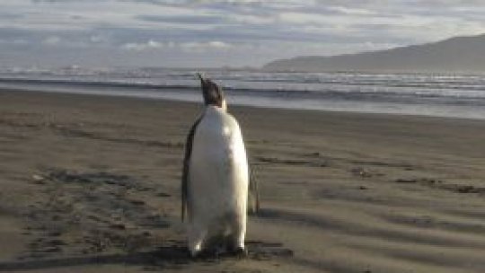 "Happy Feat", înapoi în Antarctica