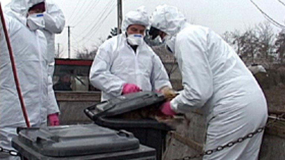 Pericolul gripei aviare "încă prezent"