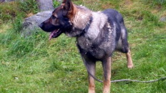 Mix, câinele jandarmilor