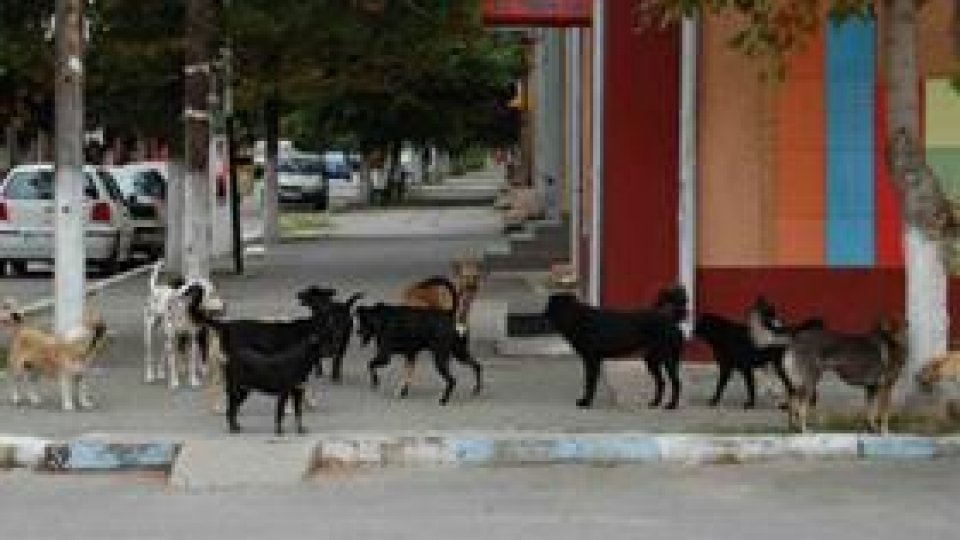 Pe caniculă, din cauza setei, maidanezii devin agresivi