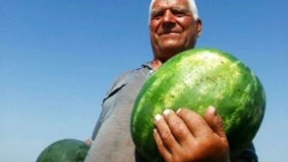 ''Munţi de pepeni'' în judeţul Galaţi