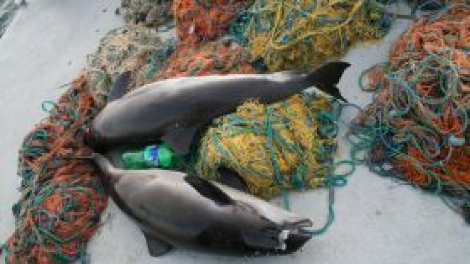 Tot mai mulţi delfini eşuaţi pe plajele Mării Negre