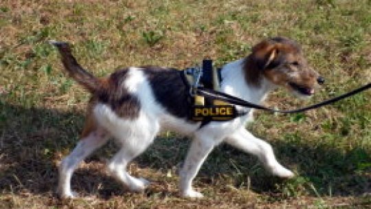 Din maidanez, câine poliţist