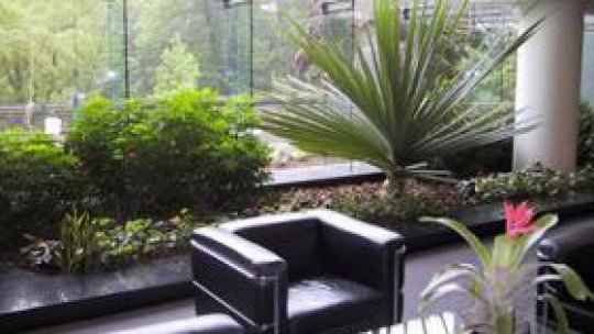 Sfaturi pentru îngrijirea plantelor de apartament