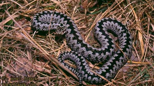 Ferme de creştere a viperelor