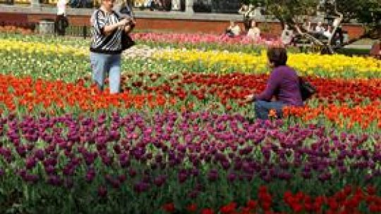 New tulips transports from the Netherlands hindered at customs